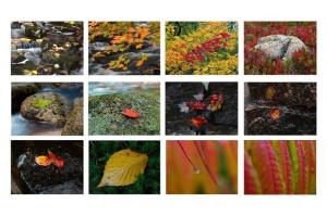 2011 Fall Colors Calendar